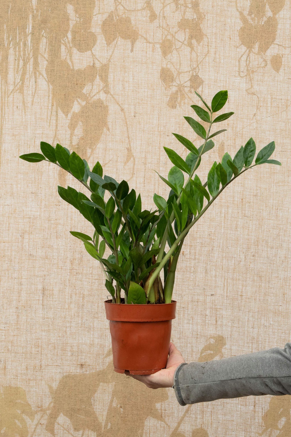 Zamia (Zeze çiçeği) 2 Adet