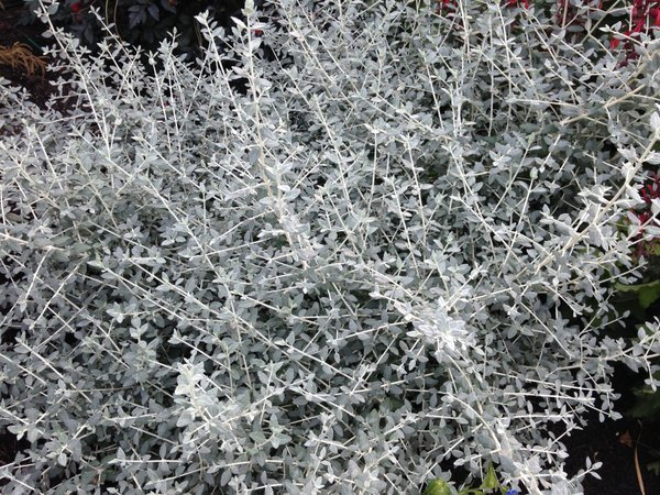 Zeytin Çalısı - Teucrium Fruticans 20'li Set - Dekoratif Peyzaj Bitkisi