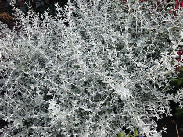 Zeytin Çalısı - Teucrium Fruticans 3'lü Set - Dekoratif Peyzaj Bitkisi