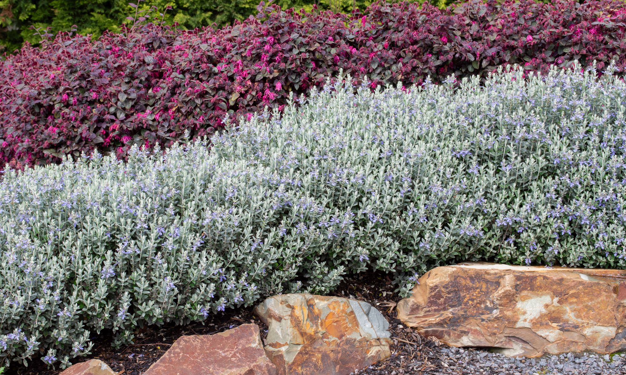 Zeytin Çalısı - Teucrium Fruticans 20'li Set - Dekoratif Peyzaj Bitkisi