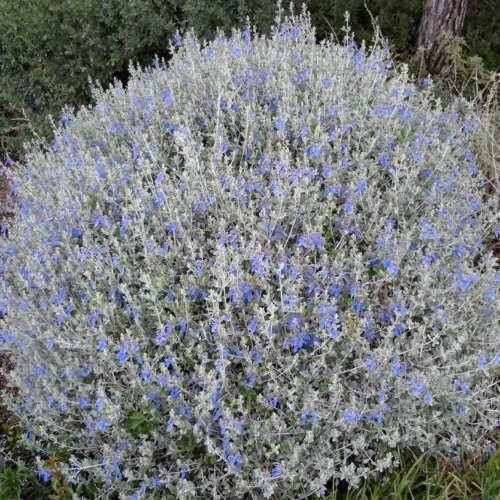 Zeytin Çalısı - Teucrium Fruticans 50'li Set - Dekoratif Peyzaj Bitkisi