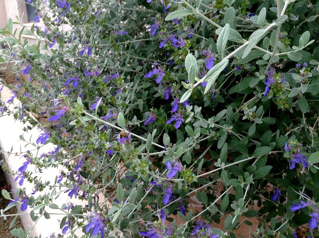 Zeytin Çalısı - Teucrium Fruticans 50'li Set - Dekoratif Peyzaj Bitkisi