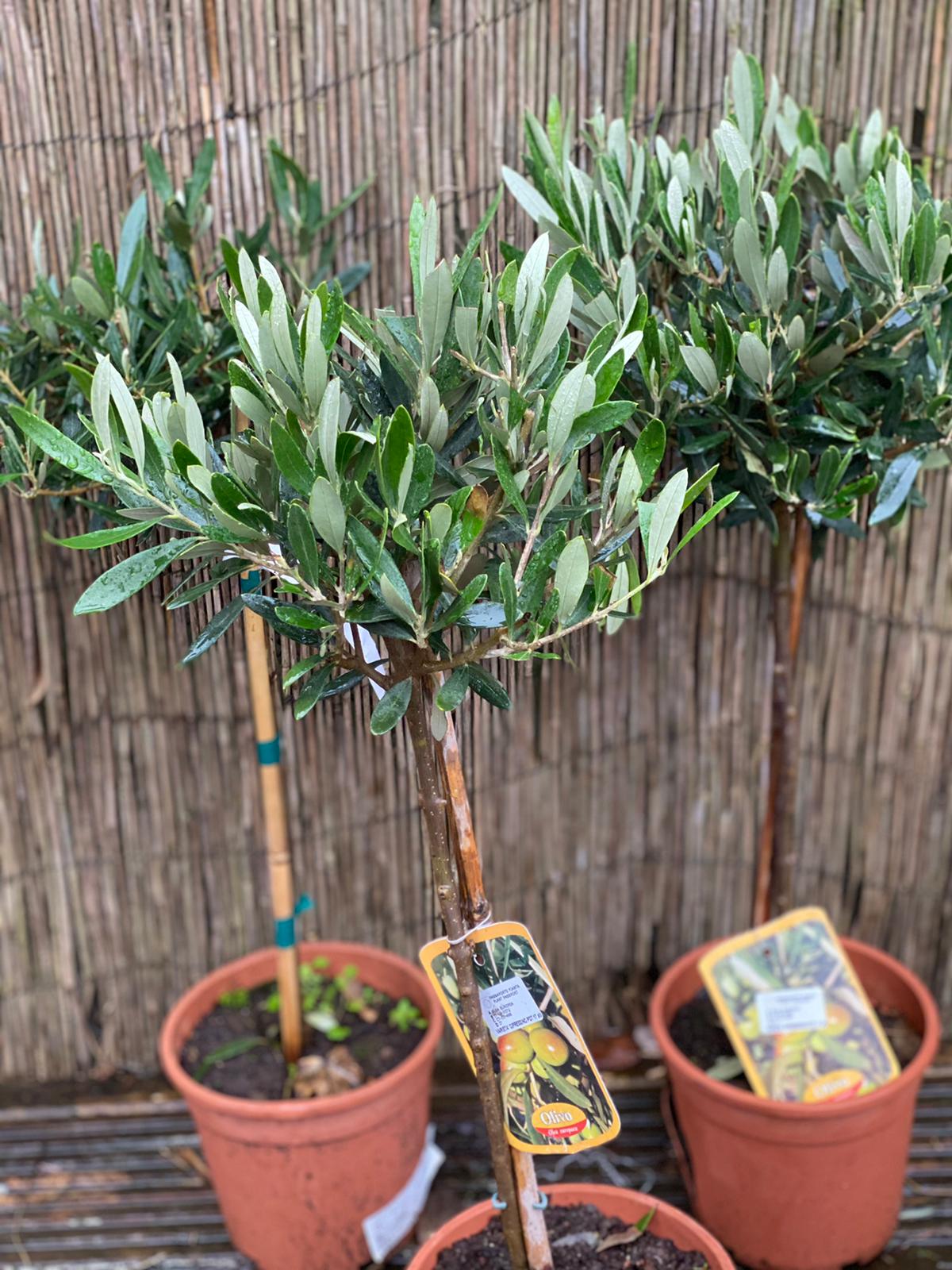 Zeytin Fidanı  Tijli Saksılı