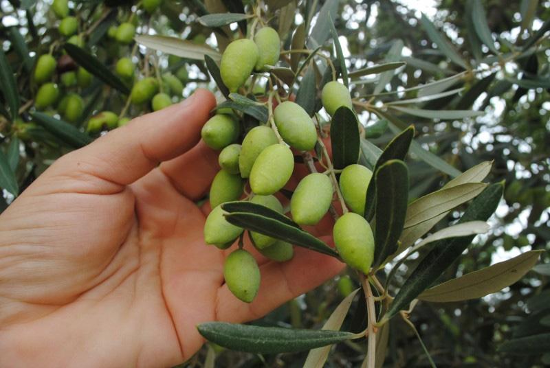 Zeytin (Gemlik) Fidanı Tüplü