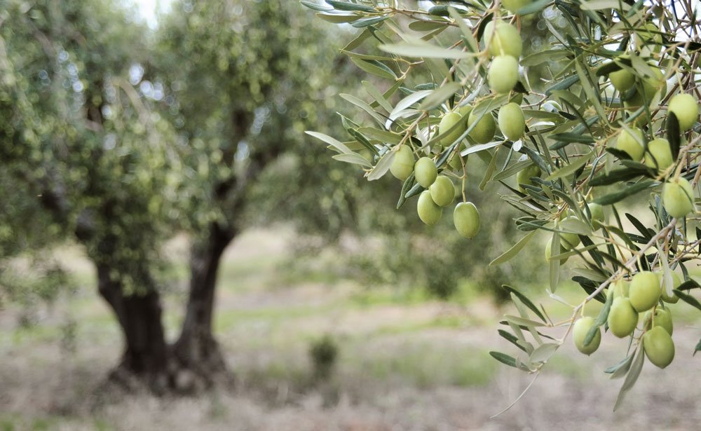 Zeytin (Gemlik) Fidanı Tüplü
