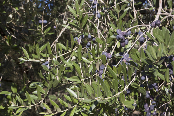 Zeytin (Gemlik) Fidanı Tüplü