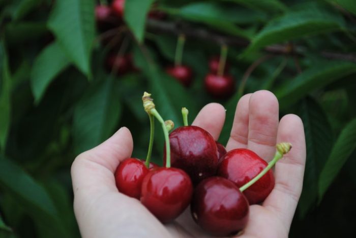 Ziraat 900 Kiraz Fidanı 3 Yaş Tüplü ve Aşılı